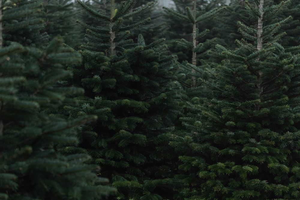 Christmas Tree Plantation